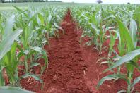Show Rural: IDR-Paraná discute manejo da umidade do solo em lavouras anuais