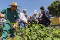 Jardim do Palácio ganha nova araucária do Projeto Pinhão e colmeias de abelhas sem ferrão