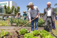 Jardim do Palácio ganha nova araucária do Projeto Pinhão e colmeias de abelhas sem ferrão