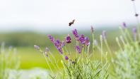 Turismo rural: governador sanciona lei que cria a Rota da Lavanda no Paraná