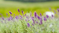 Turismo rural: governador sanciona lei que cria a Rota da Lavanda no Paraná