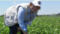 Diretora do IDR-Paraná é destaque em pesquisa agropecuária