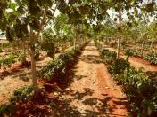 Arborização protege cafezais contra geadas