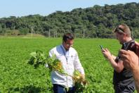 IDR-Paraná lança cultivar de feijão carioca em Ponta Grossa