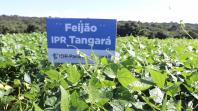 Produtores conhecem novas cultivares de feijão em Pato Branco