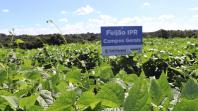 Produtores conhecem novas cultivares de feijão em Pato Branco