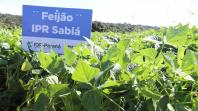 Produtores conhecem novas cultivares de feijão em Pato Branco