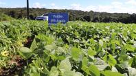 Produtores conhecem novas cultivares de feijão em Pato Branco