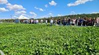 Produtores conhecem novas cultivares de feijão em Pato Branco