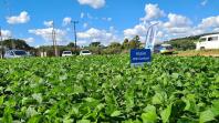 Produtores conhecem novas cultivares de feijão em Pato Branco