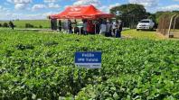 Produtores conhecem novas cultivares de feijão em Pato Branco