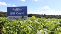 Produtores conhecem novas cultivares de feijão em Pato Branco