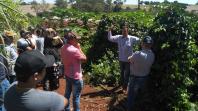 IDR-Paraná incentiva produção de frutas orgânicas em Arapongas