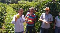 IDR-Paraná incentiva produção de frutas orgânicas em Arapongas