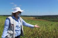 Paraná se destaca no melhoramento genético do feijão e garante maior produtividade