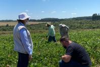 Paraná se destaca no melhoramento genético do feijão e garante maior produtividade
