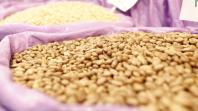 Colheita de feijão avança no Paraná e a expectativa é de aumento na produção