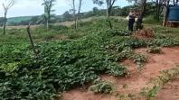 Comunidade indígena ganha banco de mudas melhoradas de batata doce