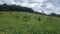 Produtor de Campo Largo investe no cultivo de araucária enxertada