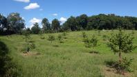 Produtor de Campo Largo investe no cultivo de araucária enxertada