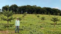 Produtor de Campo Largo investe no cultivo de araucária enxertada