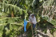 Com Plano Estadual do Clima, sistema de agricultura do Paraná assume desafios ambientais