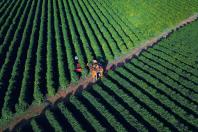 Com Plano Estadual do Clima, sistema de agricultura do Paraná assume desafios ambientais