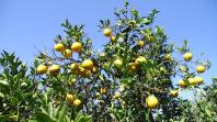 Incidência de HLB aumenta e preocupa cadeia de citros