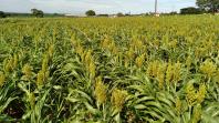 Dia de campo mostra o potencial do sorgo no Arenito Caiuá