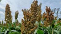 Dia de campo mostra o potencial do sorgo no Arenito Caiuá