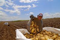 Paraná produzirá 323,7 mil toneladas de batatas nesta safra; colheita já chegou a 78% da área