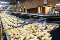 Paraná produzirá 323,7 mil toneladas de batatas nesta safra; colheita já chegou a 78% da área