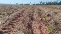 Encontro de produtores de mandioca discute o mercado e a adequação de cultivares de mandioca