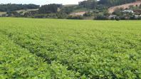 IDR-Paraná é responsável por duas das cultivares de feijão mais comercializadas no Brasil