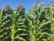 IDR-Paraná finaliza nova cultivar de milho branco