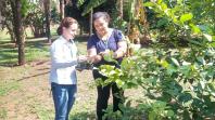 Sistema Estadual de Agricultura promove grande operação para baixar casos de greening e reforçar prevenção