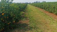 Sistema Estadual de Agricultura promove grande operação para baixar casos de greening e reforçar prevenção