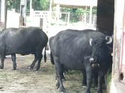 IDR-Paraná da Lapa é pioneiro na pesquisa de búfalos em sistema agroecológico