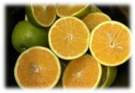 Estudo indica opções de laranja-pera mais adequadas para produção no Paraná