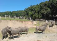 IDR-Paraná da Lapa é pioneiro na pesquisa de búfalos em sistema agroecológico