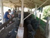 IDR-Paraná da Lapa é pioneiro na pesquisa de búfalos em sistema agroecológico