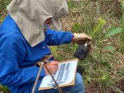 IDR-Paraná participa de projeto para estimular a restauração de áreas de Reserva Legal com araucárias