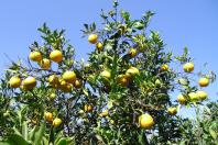 citrus