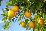 citrus