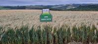 triticale