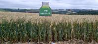 triticale