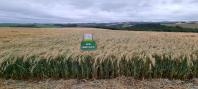 triticale