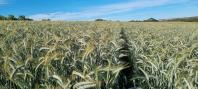 triticale