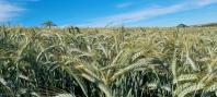 triticale