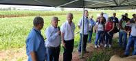 IDR-Paraná mostra novas tecnologias na III Feira Internacional da Mandioca, em Paranavaí